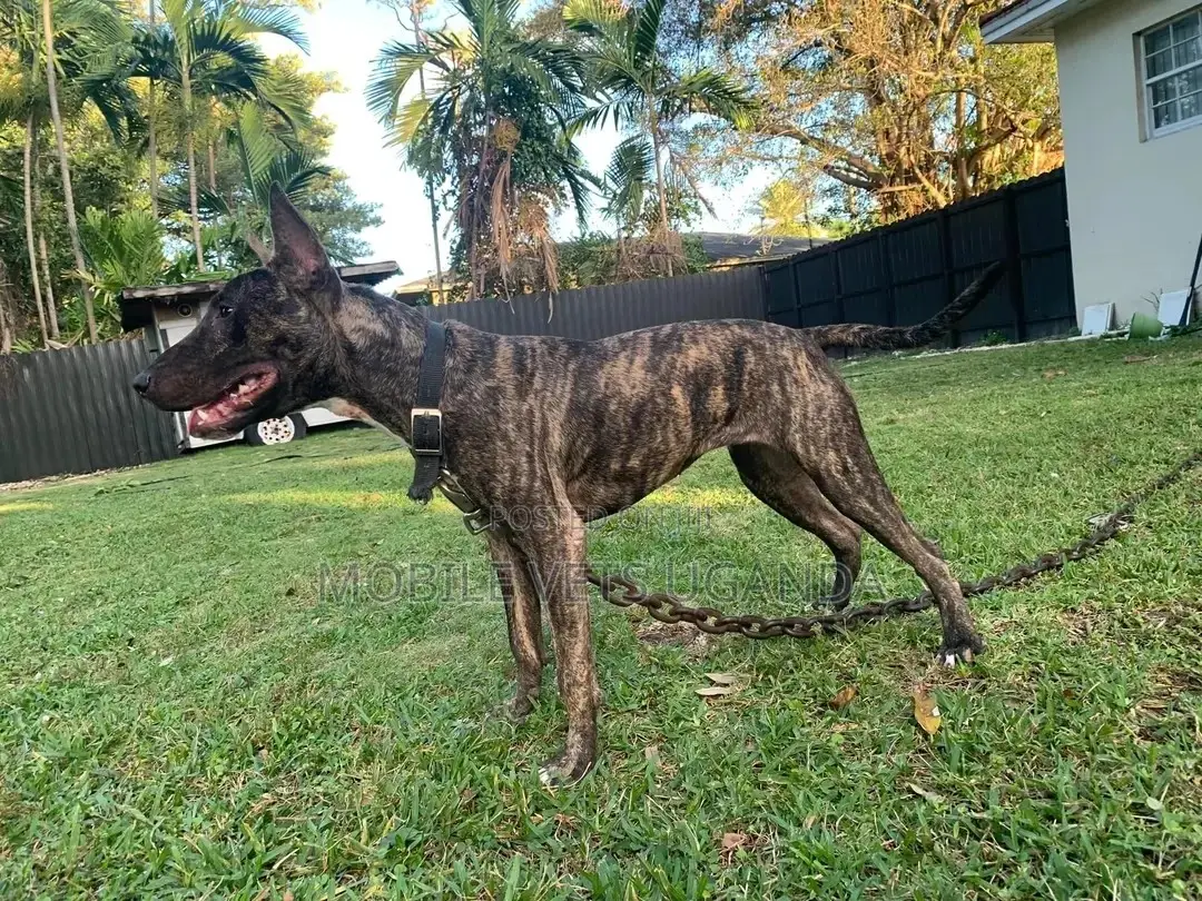 1+ year Female Purebred Bull Terrier