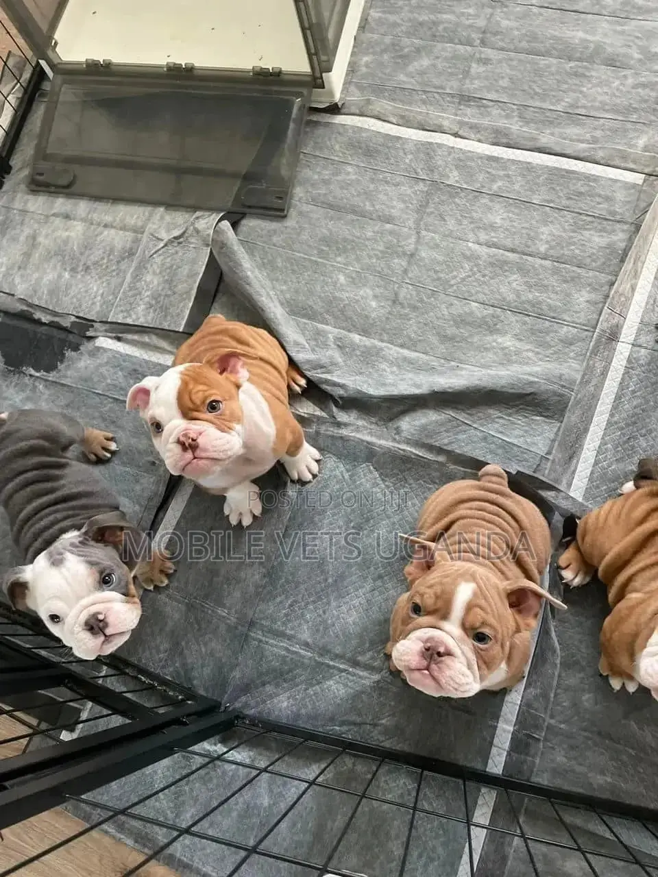1-3 months Male Purebred Bulldog