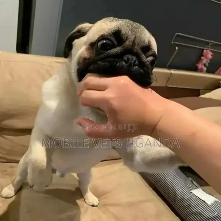 3-6 months Female Purebred Pug