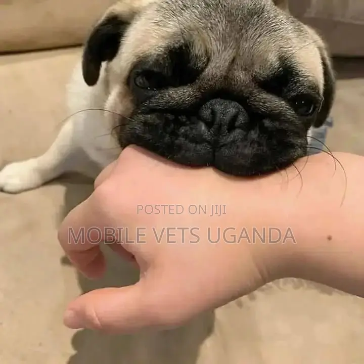 3-6 months Male Purebred Pug