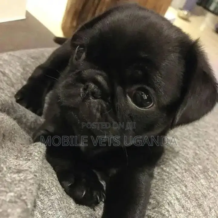 3-6 months Male Purebred Pug