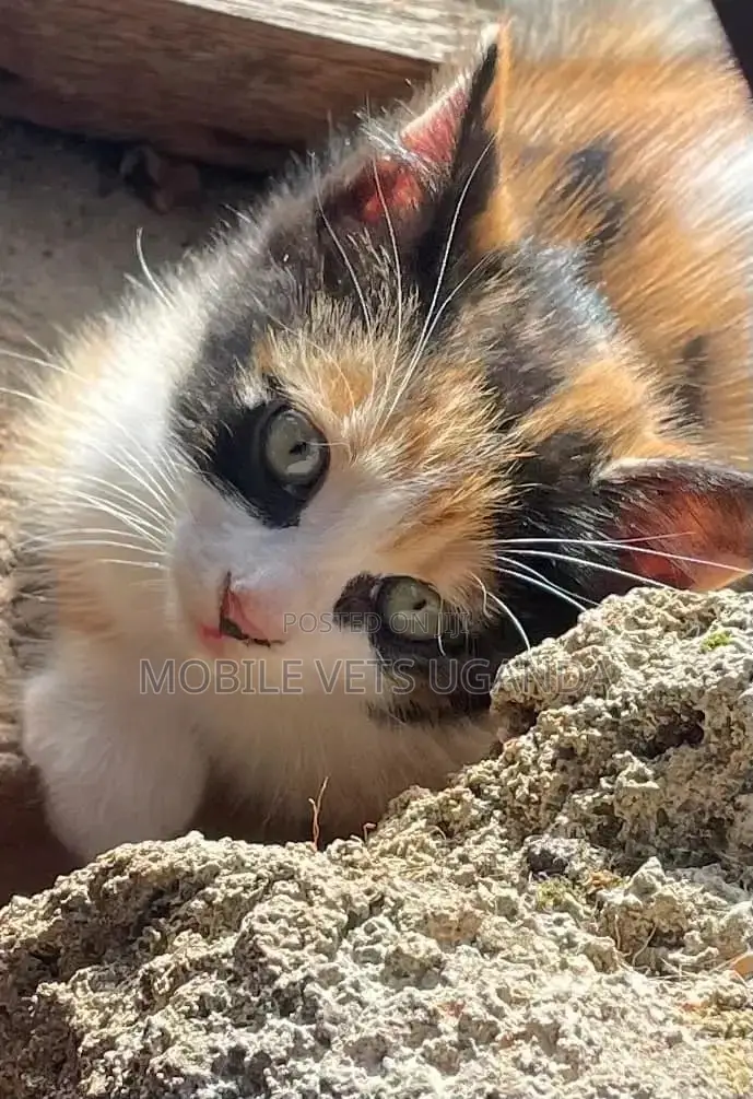0-1 month Male Purebred Ragdoll