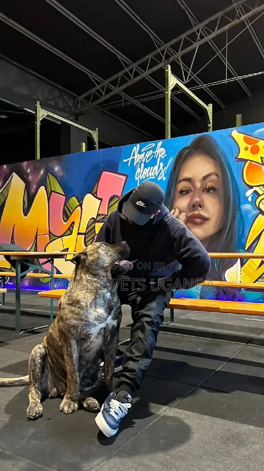 1+ year Female Purebred Boerboel