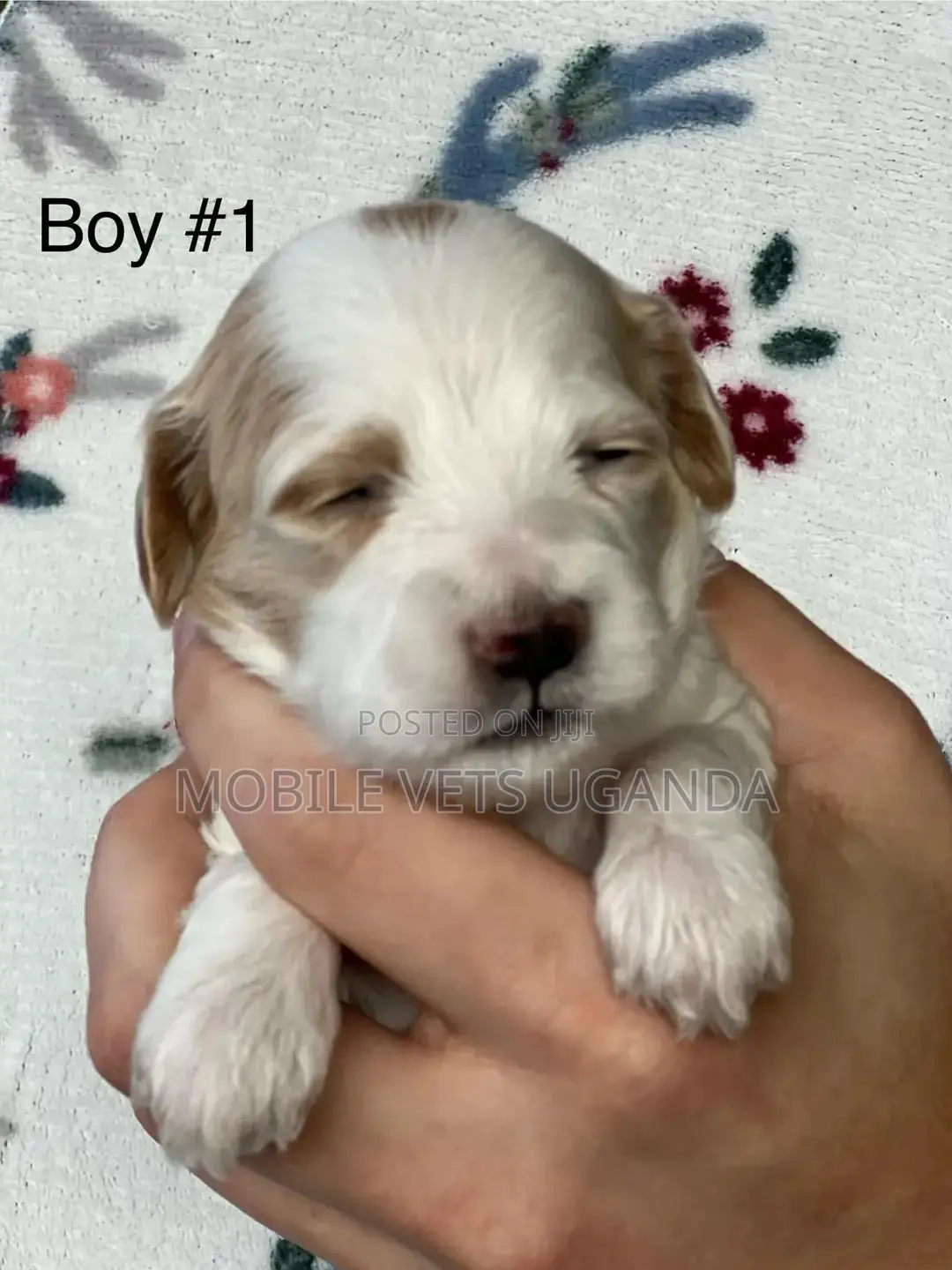 1-3 months Male Purebred Maltese