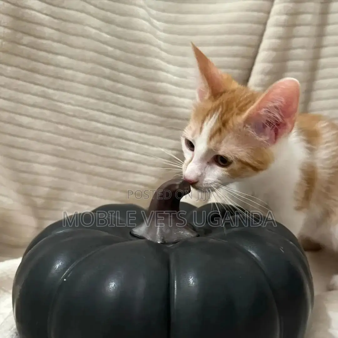 0-1 month Male Purebred Exotic