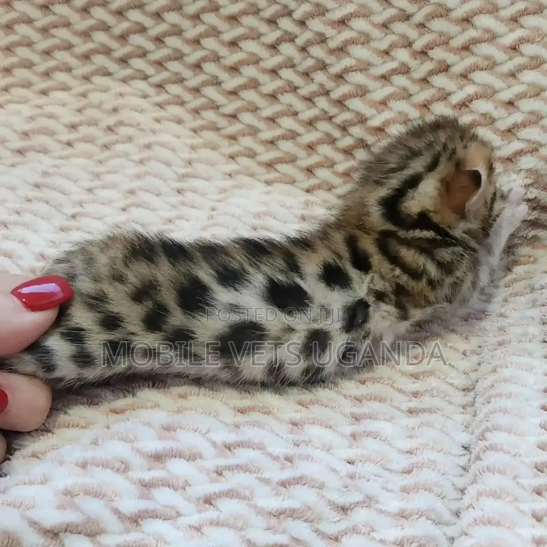 0-1 month Male Purebred American Curl