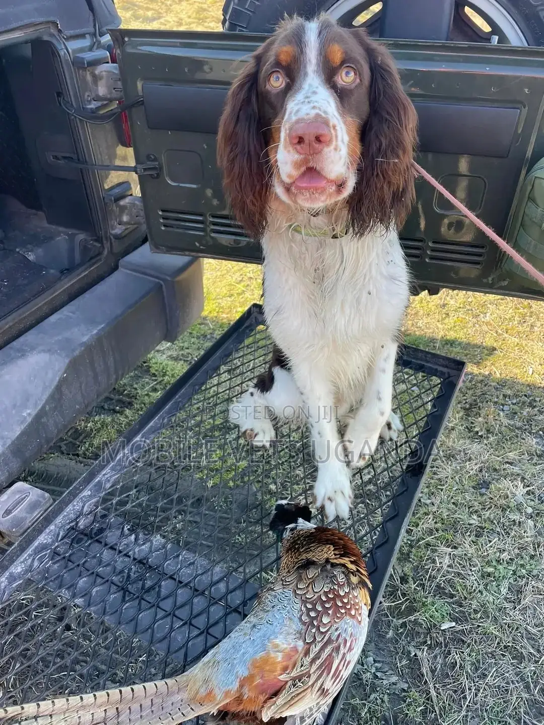 6-12 months Female Purebred Cocker Spaniel