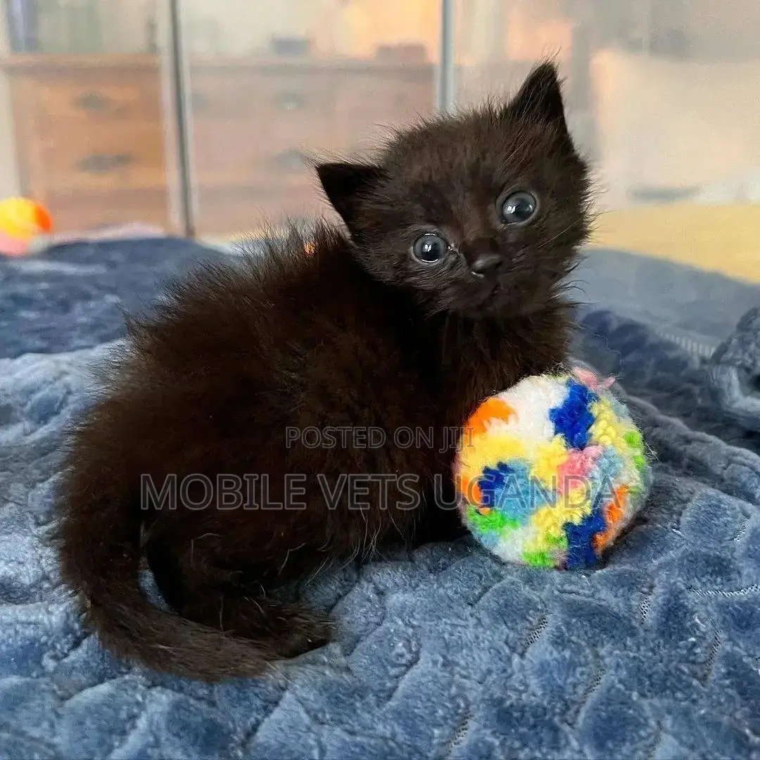 3-6 months Female Purebred Japanese Bobtail