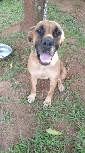 1-3 months Female Purebred Boerboel