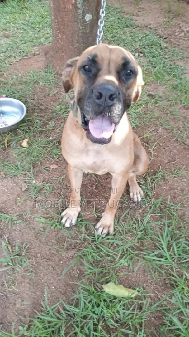 1-3 months Female Purebred Boerboel