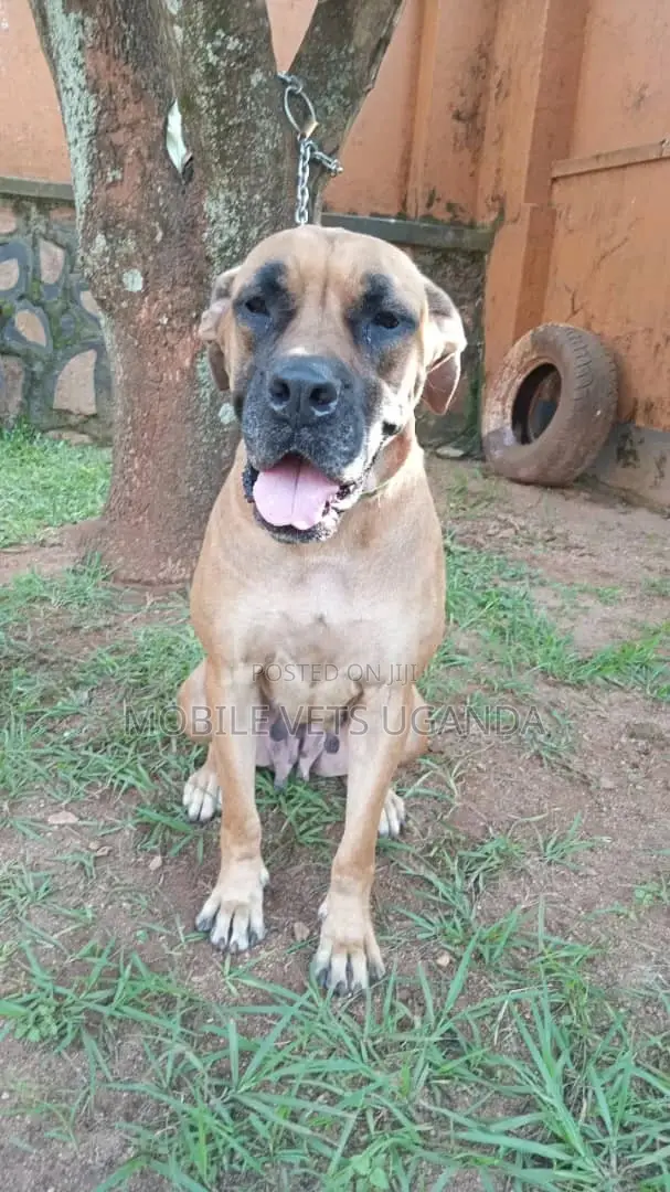 6-12 months Female Purebred Boerboel