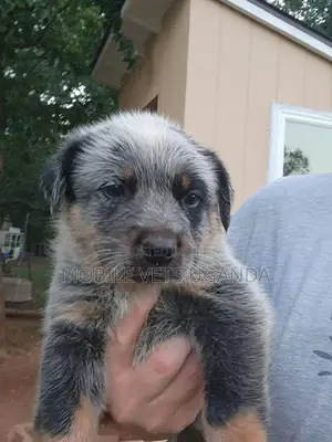 3-6 months Male Purebred Old English Sheepdog