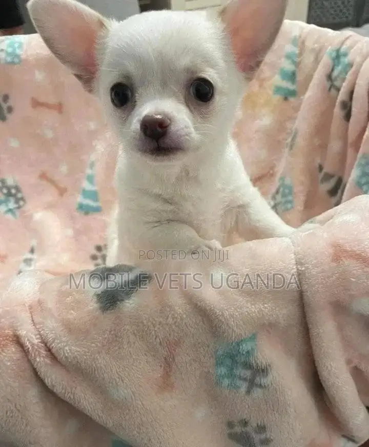 3-6 months Male Purebred Chihuahua