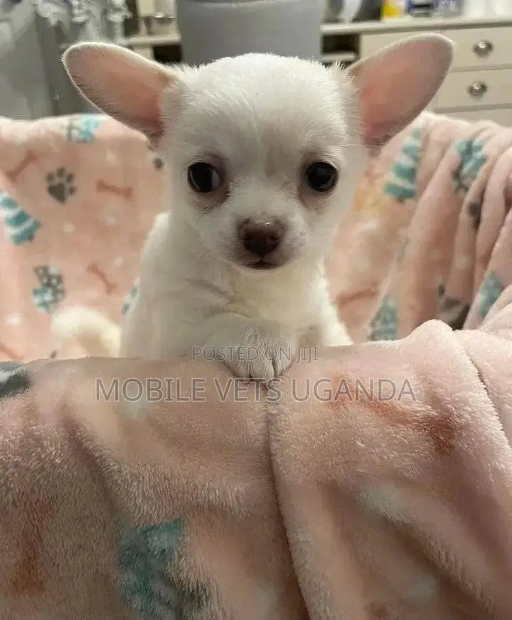 1-3 months Male Purebred Chihuahua