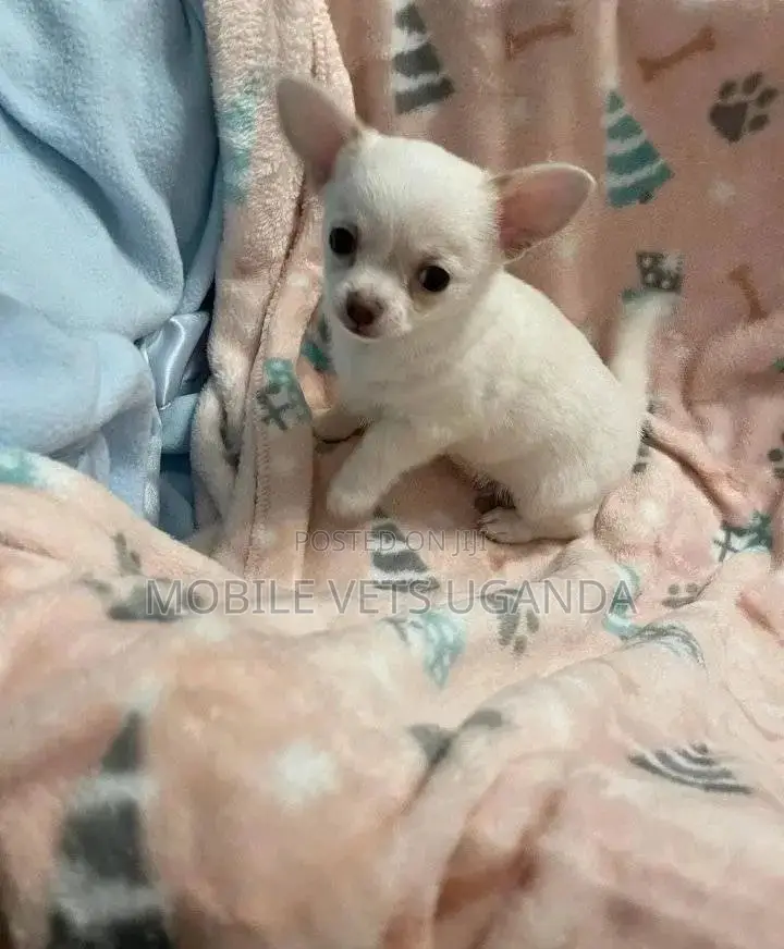 3-6 months Female Purebred Chihuahua