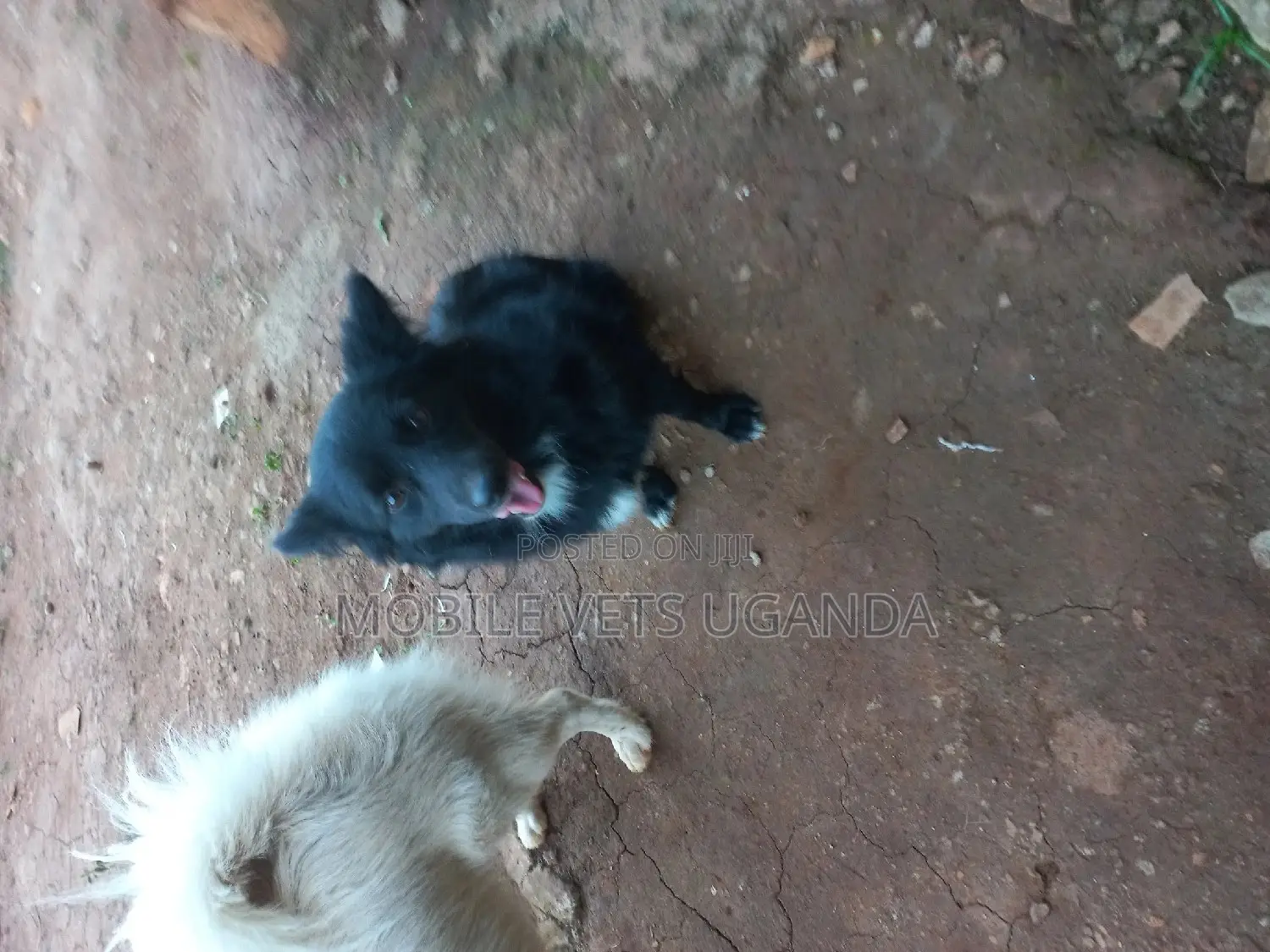 6-12 months Male Purebred Japanese Spitz