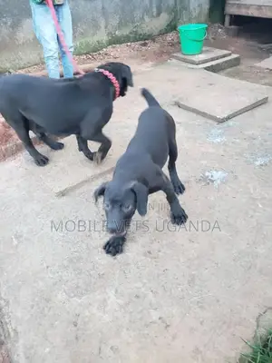 1-3 months Male Purebred Boerboel