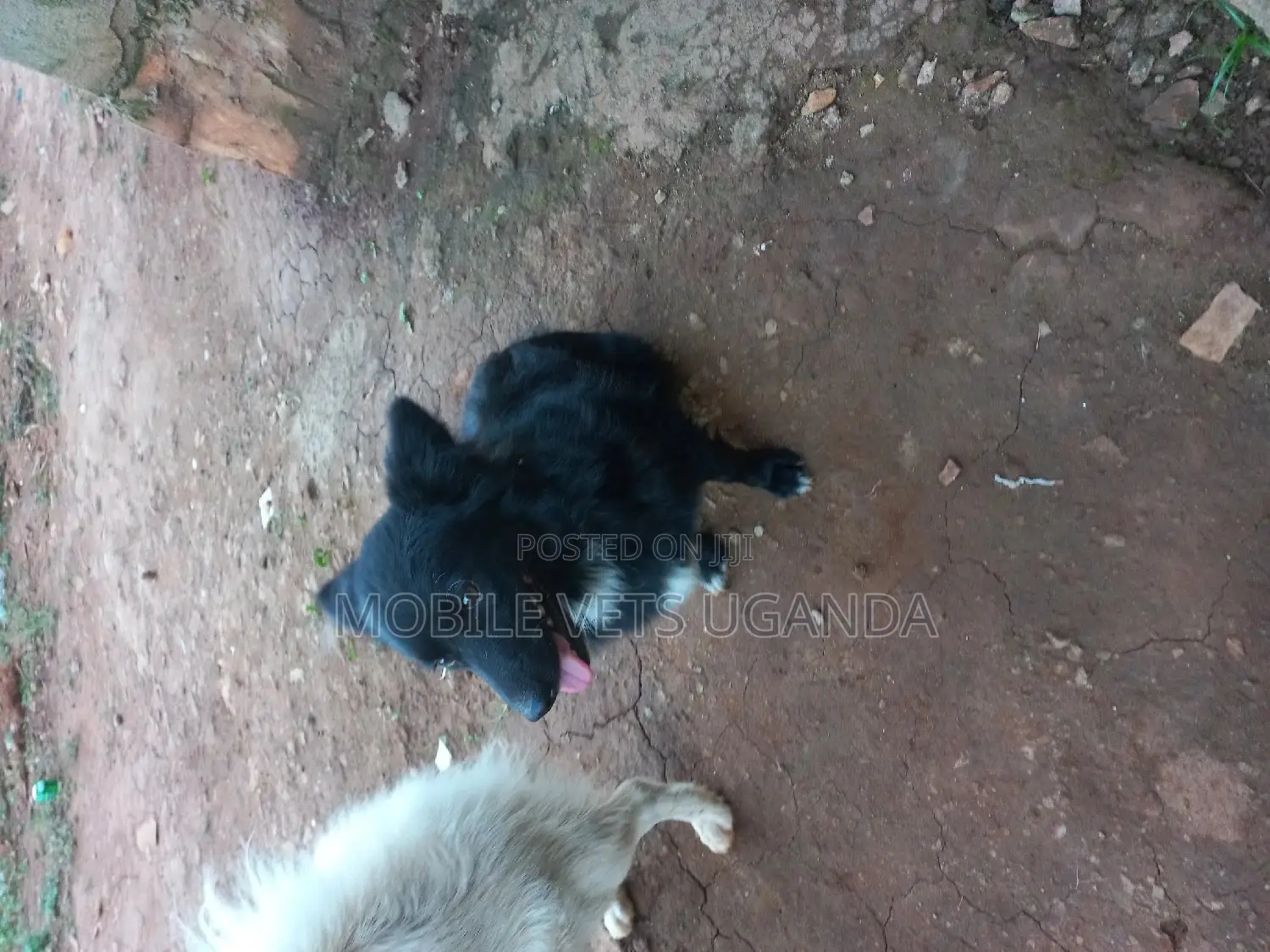 1-3 months Female Purebred Finnish Spitz