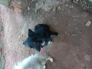 1-3 months Female Purebred Finnish Spitz