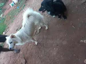 1+ year Male Purebred Japanese Spitz