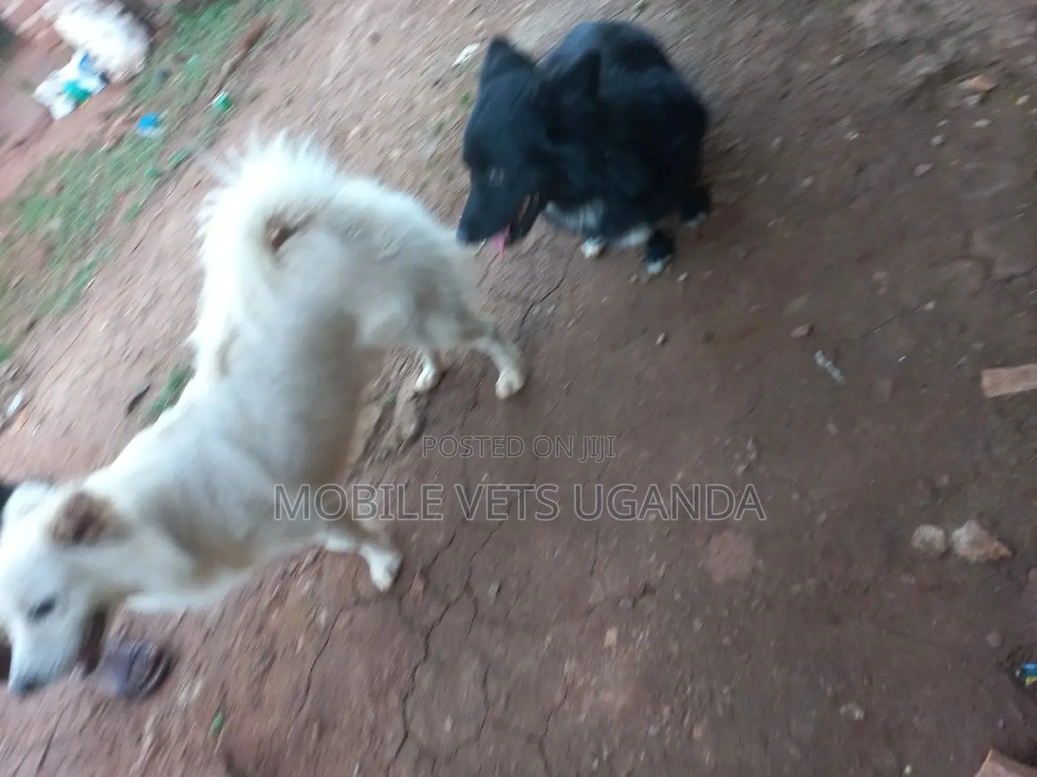1-3 months Female Purebred Finnish Spitz