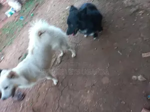 1-3 months Female Purebred Finnish Spitz