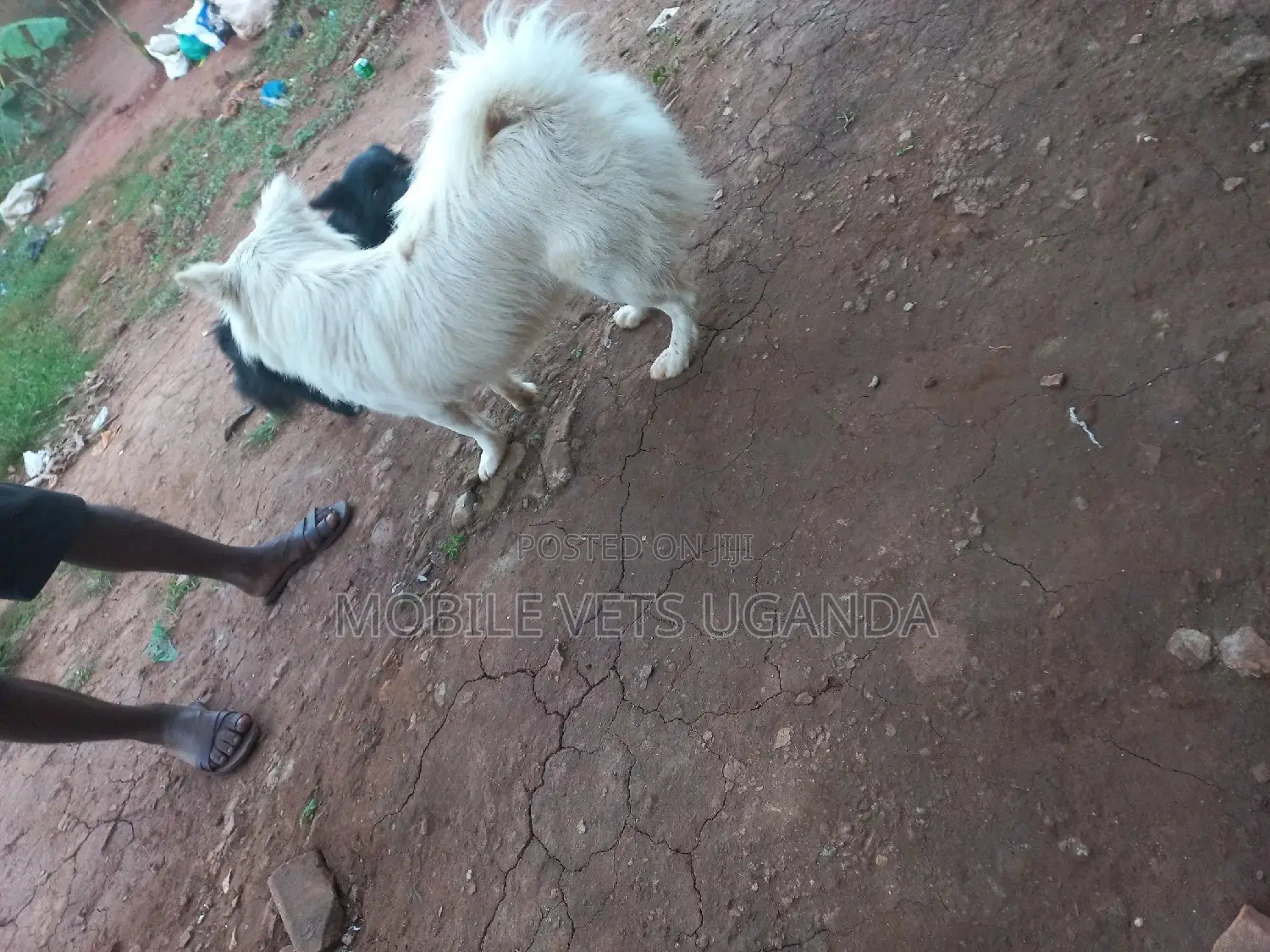 6-12 months Male Purebred Japanese Spitz