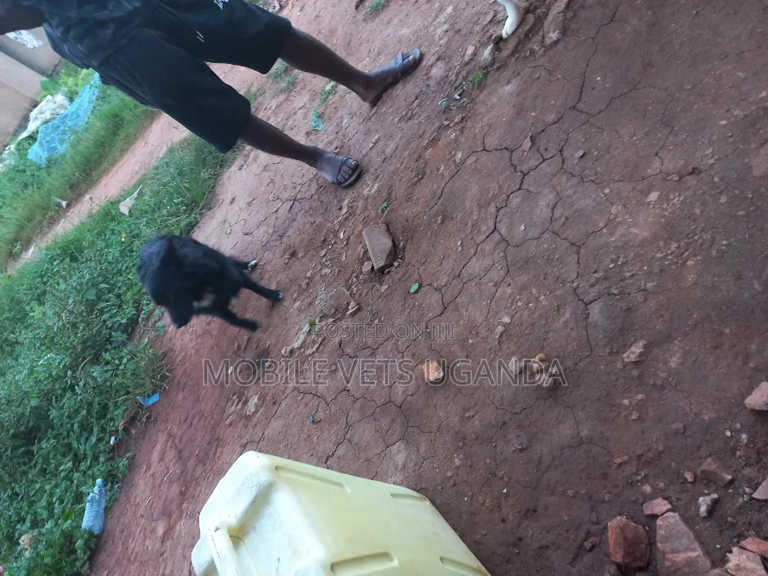 3-6 months Male Purebred Finnish Spitz
