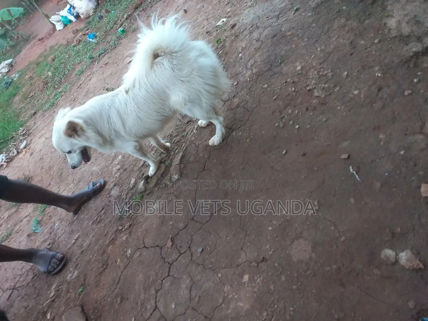 1-3 months Male Purebred Japanese Spitz