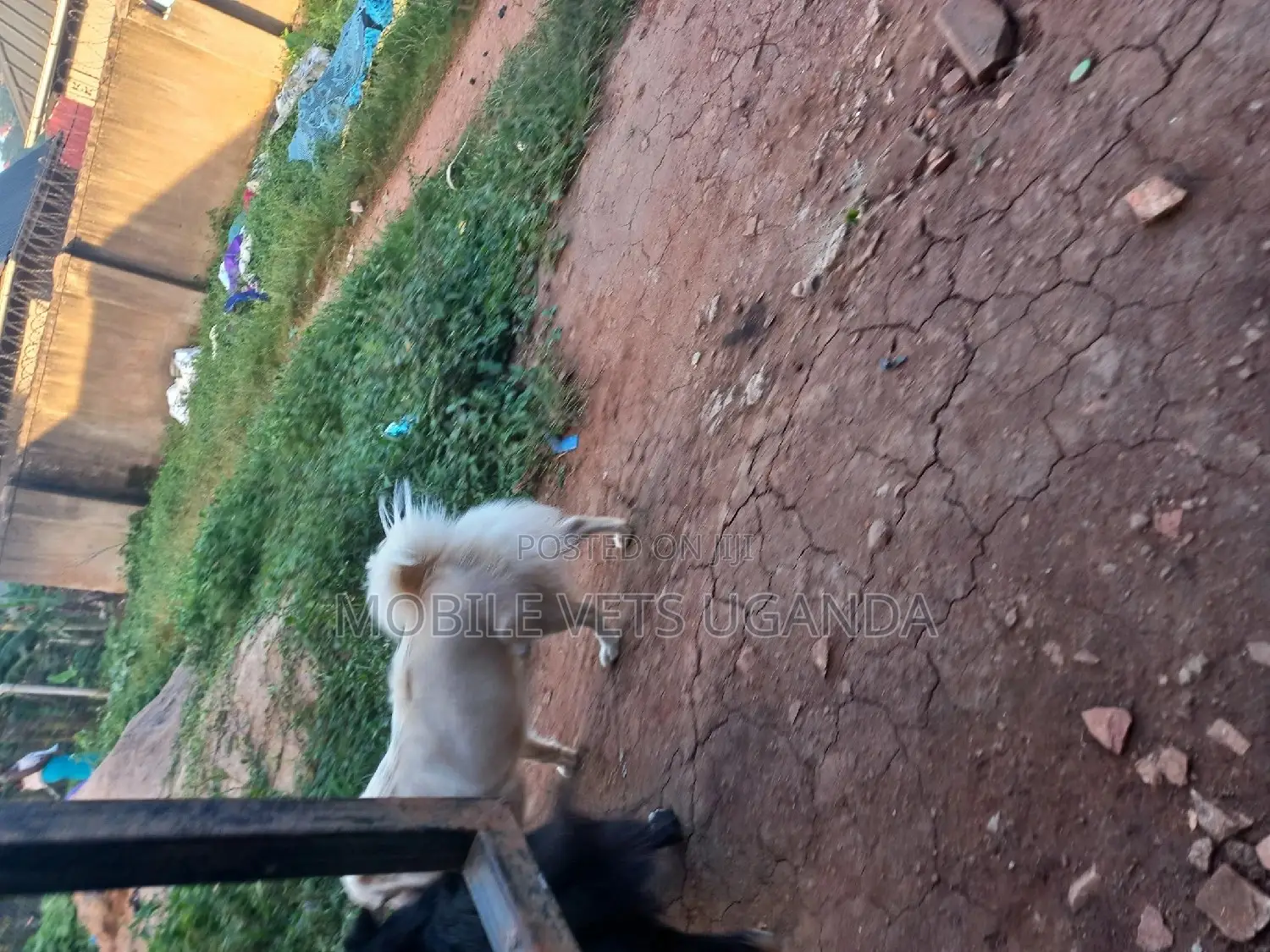 1-3 months Male Purebred Finnish Spitz