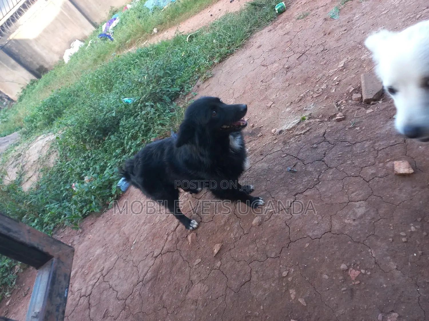 3-6 months Male Purebred Finnish Spitz