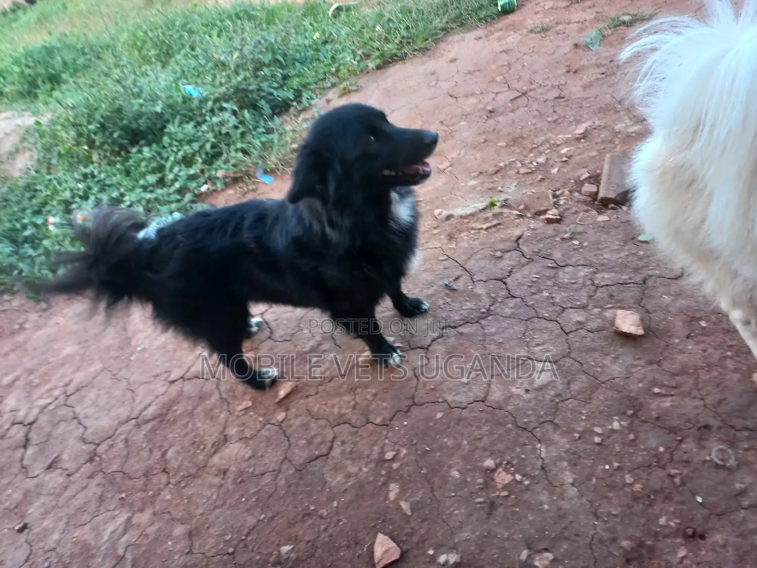 6-12 months Male Purebred Finnish Spitz