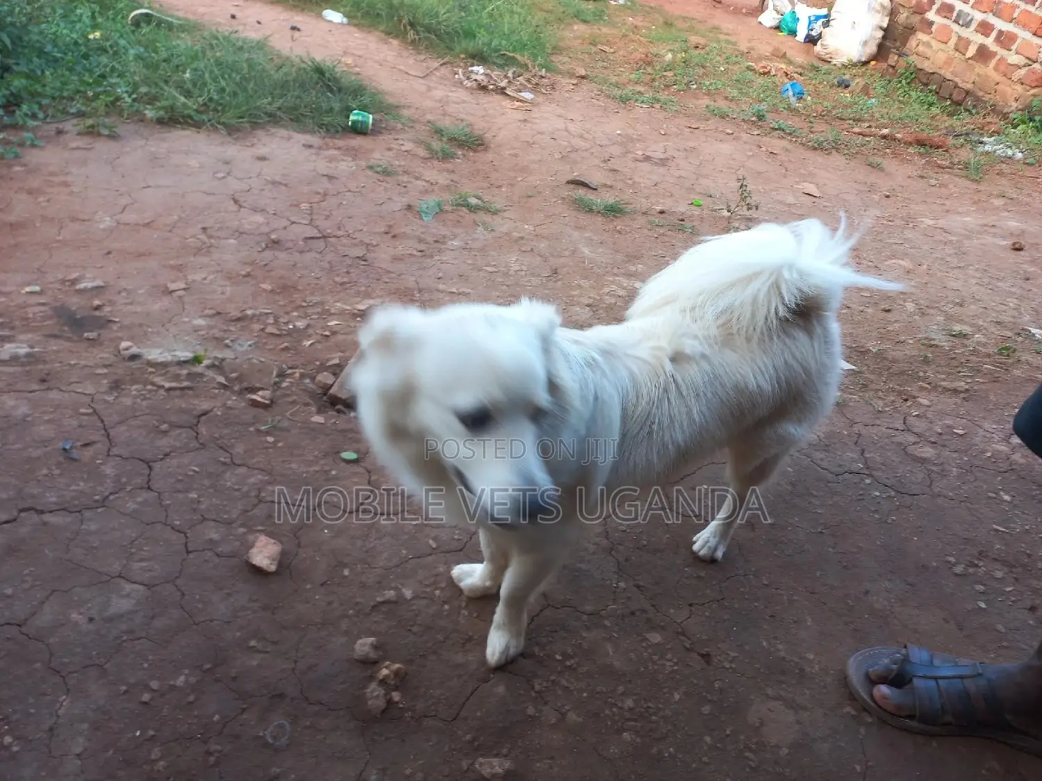 6-12 months Female Purebred Japanese Spitz