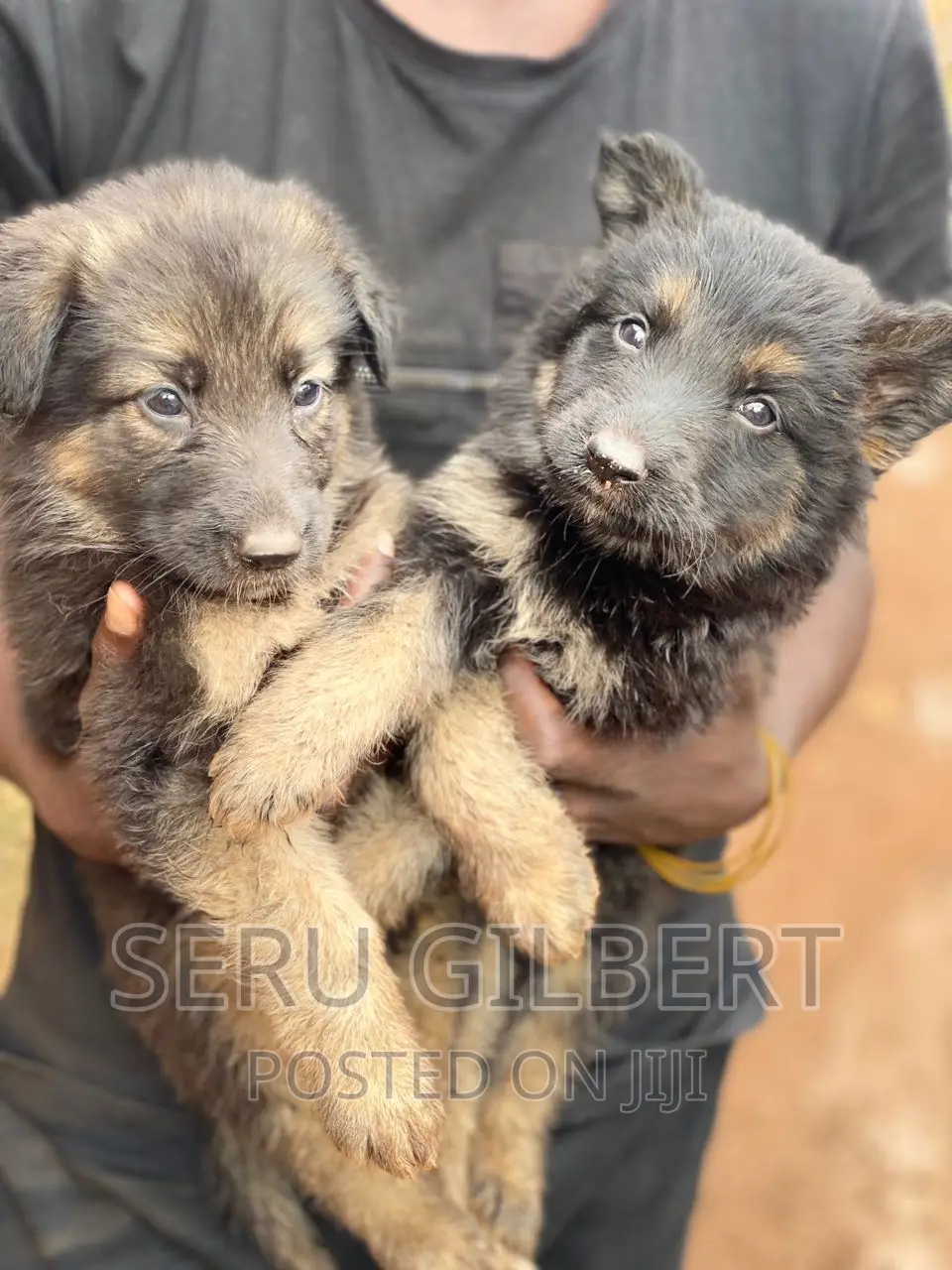 3-6 months Male Purebred German Shepherd