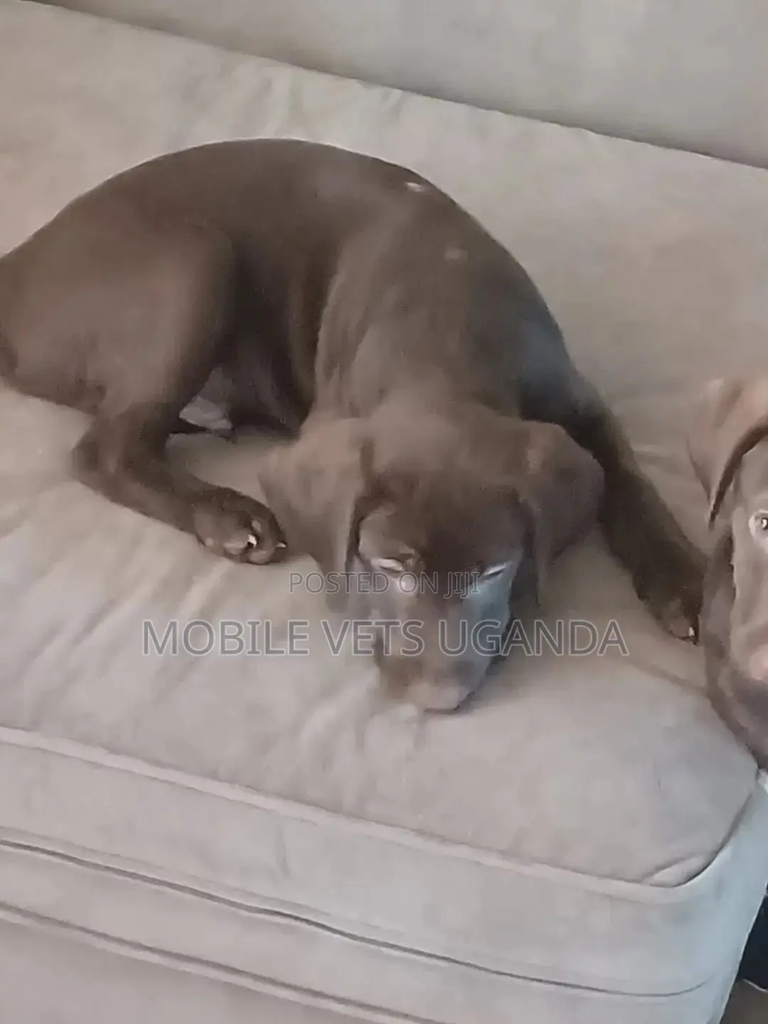 3-6 months Female Purebred Labrador Retriever