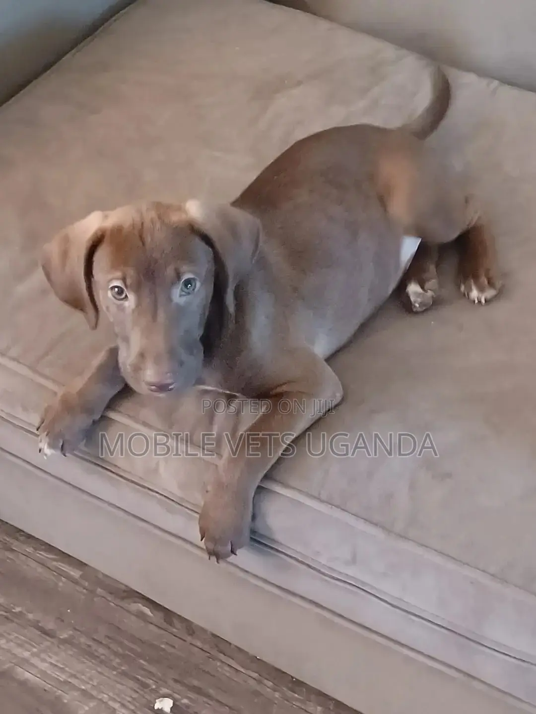 3-6 months Male Purebred Labrador Retriever