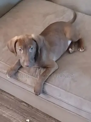 3-6 months Male Purebred Labrador Retriever