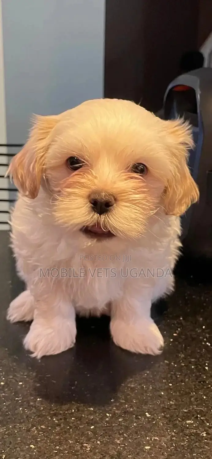 3-6 months Female Purebred Maltese