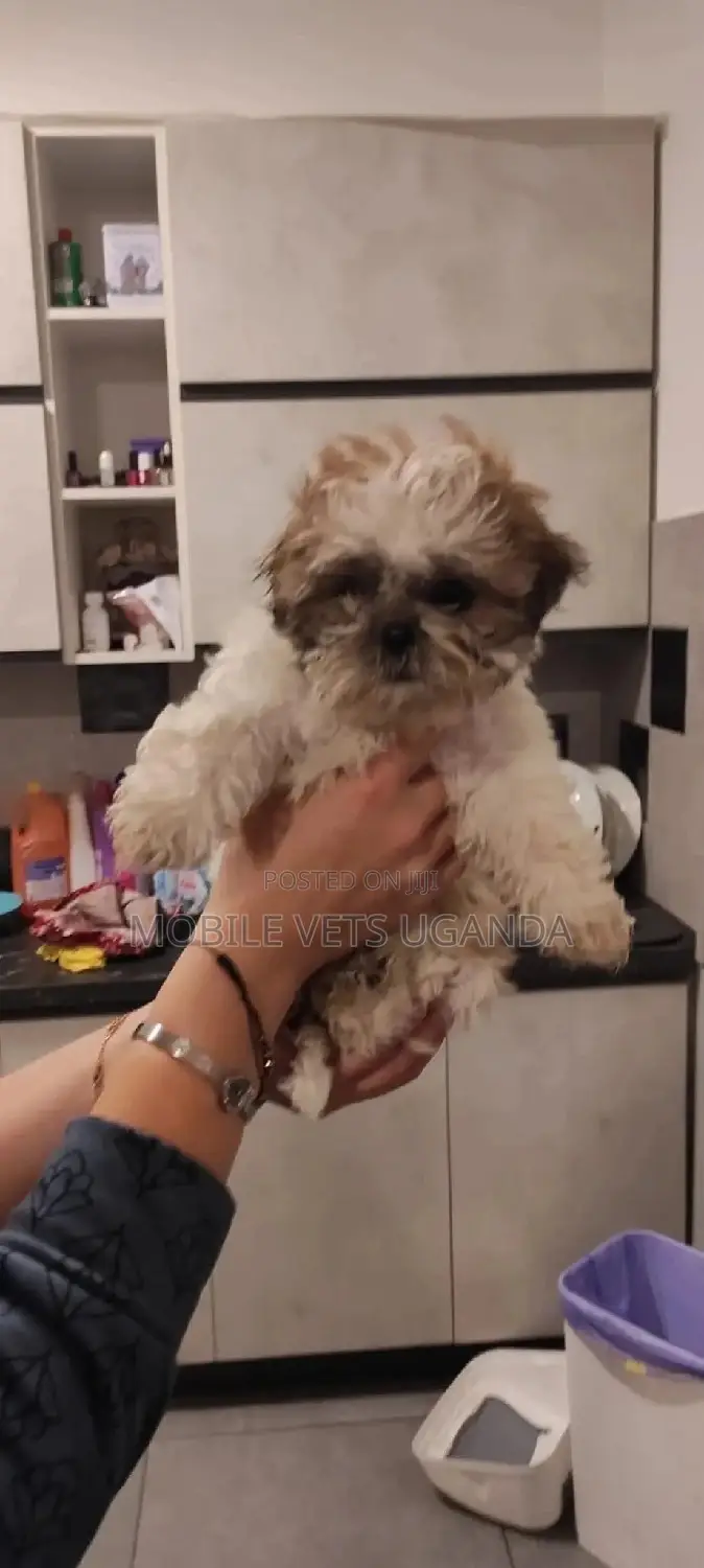 1-3 months Female Purebred Maltese