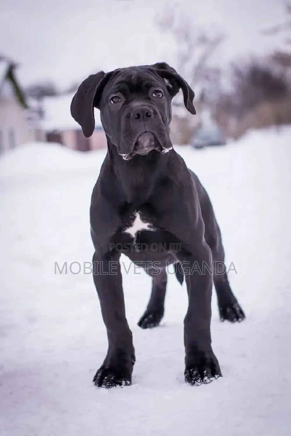 3-6 months Male Purebred Boxer