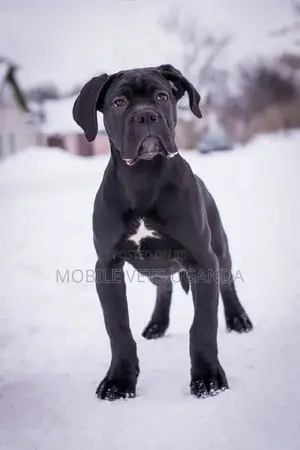 3-6 months Male Purebred Boxer