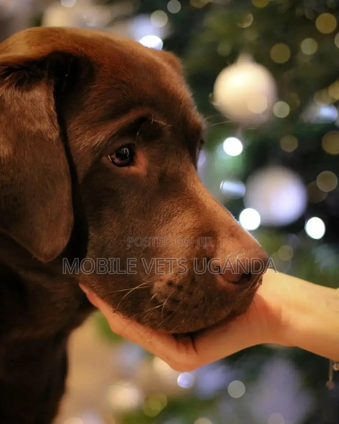 6-12 months Male Purebred Labradoodle