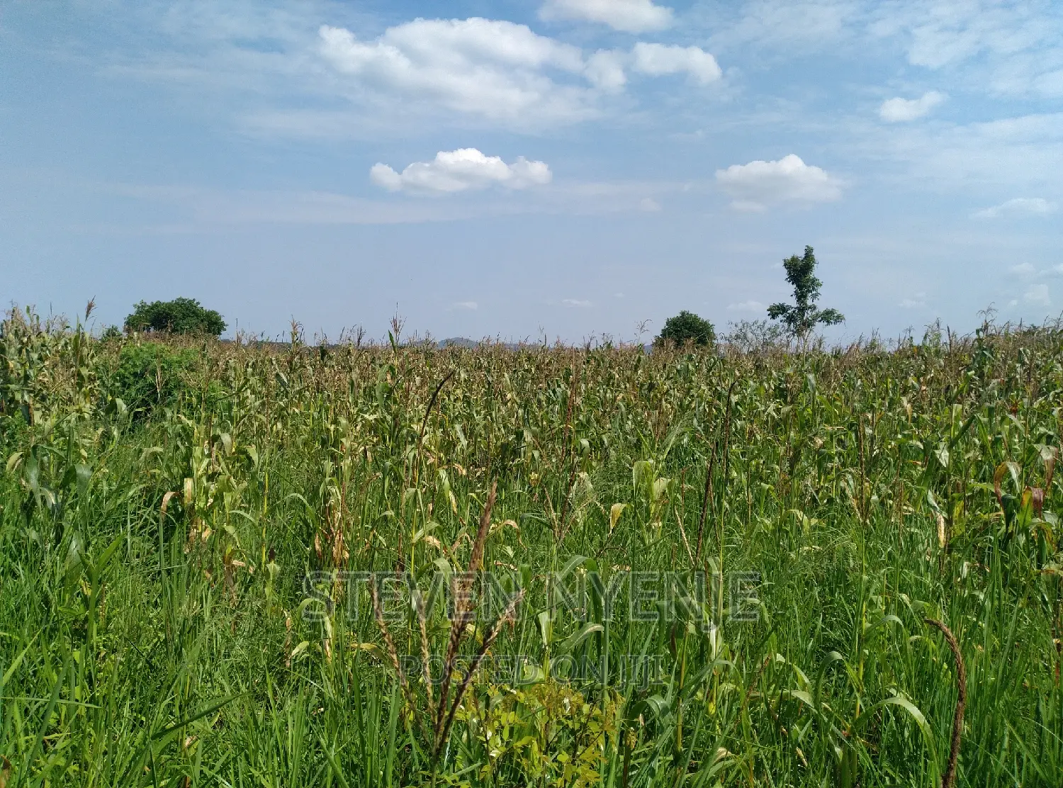 Luwero Acres for Sale