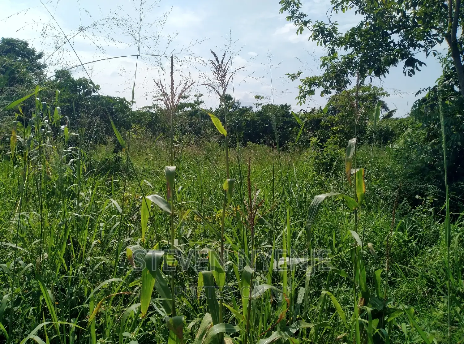 Luwero Acres for Sale