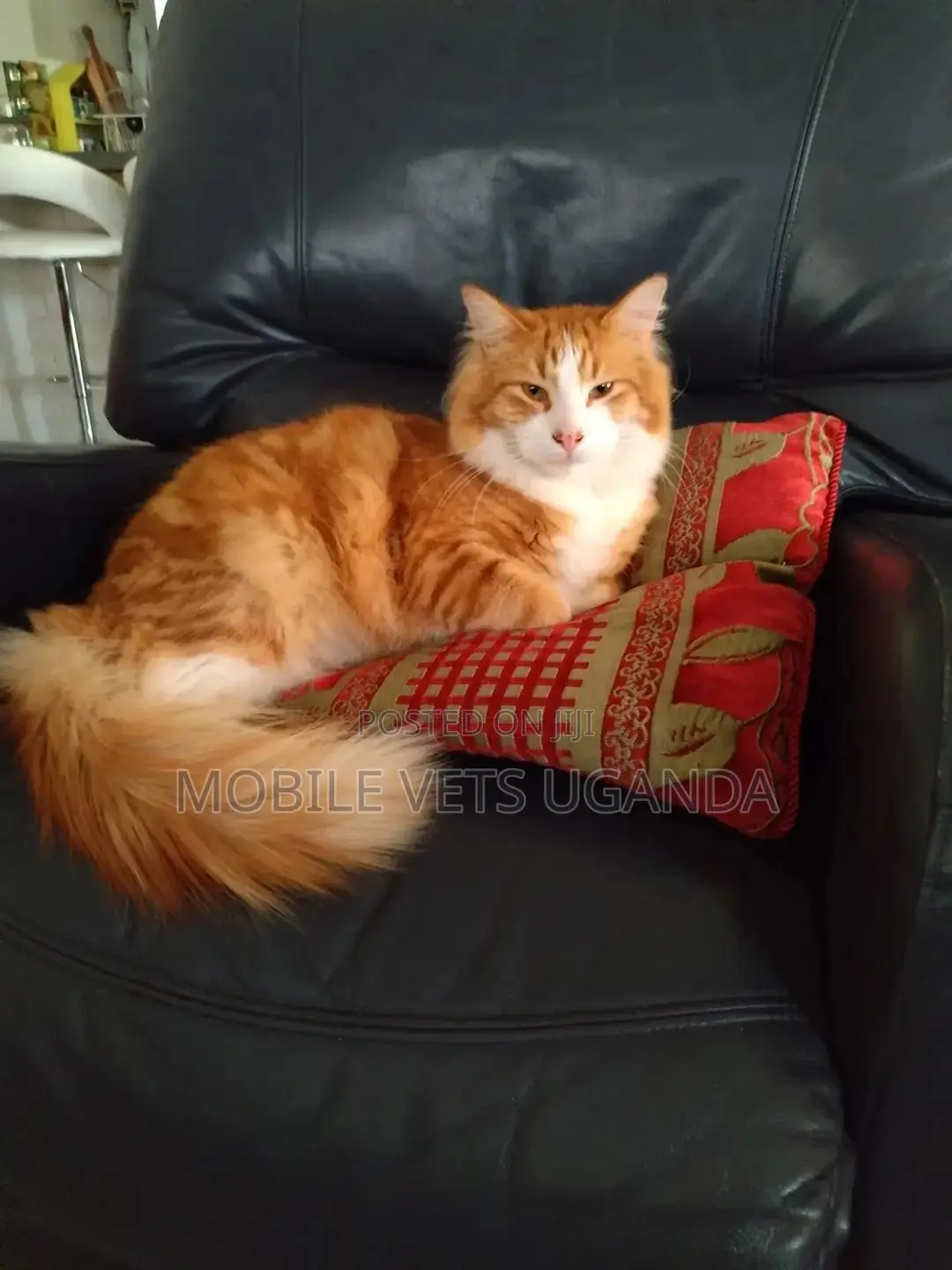 6-12 months Male Purebred American Bobtail