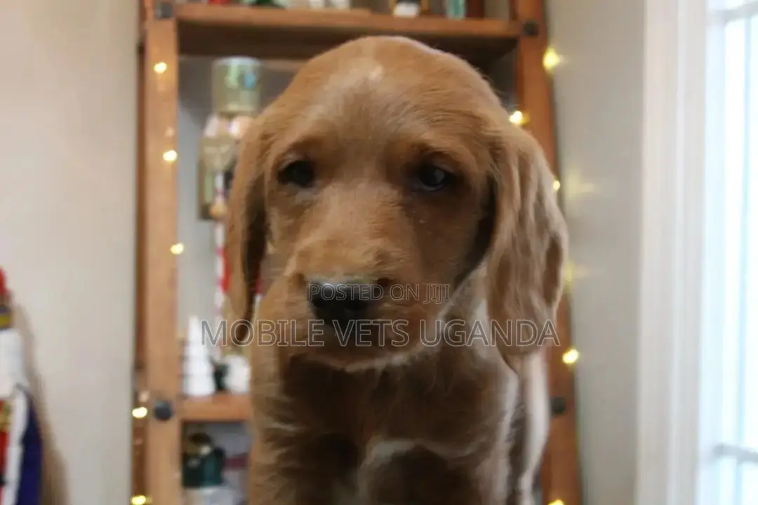3-6 months Female Purebred Cocker Spaniel