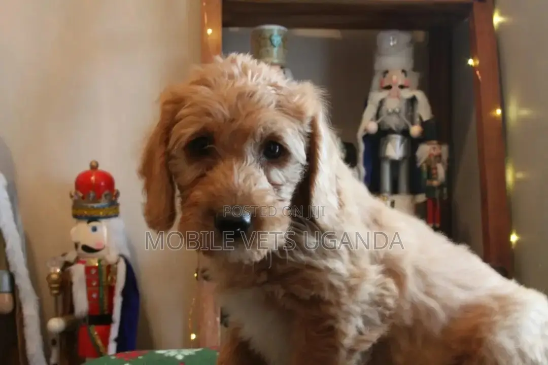 3-6 months Male Purebred Cocker Spaniel