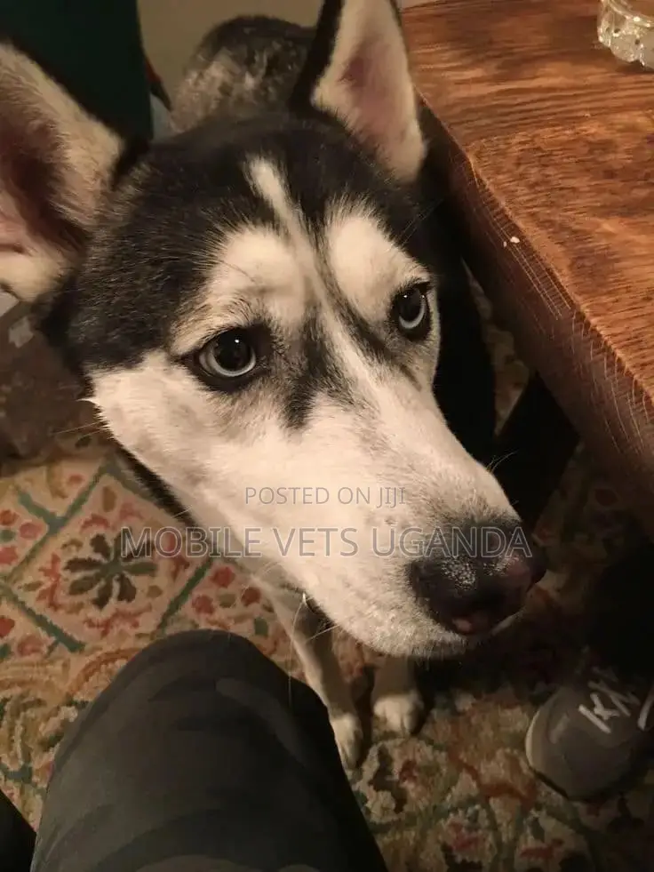 6-12 months Male Purebred Siberian Husky