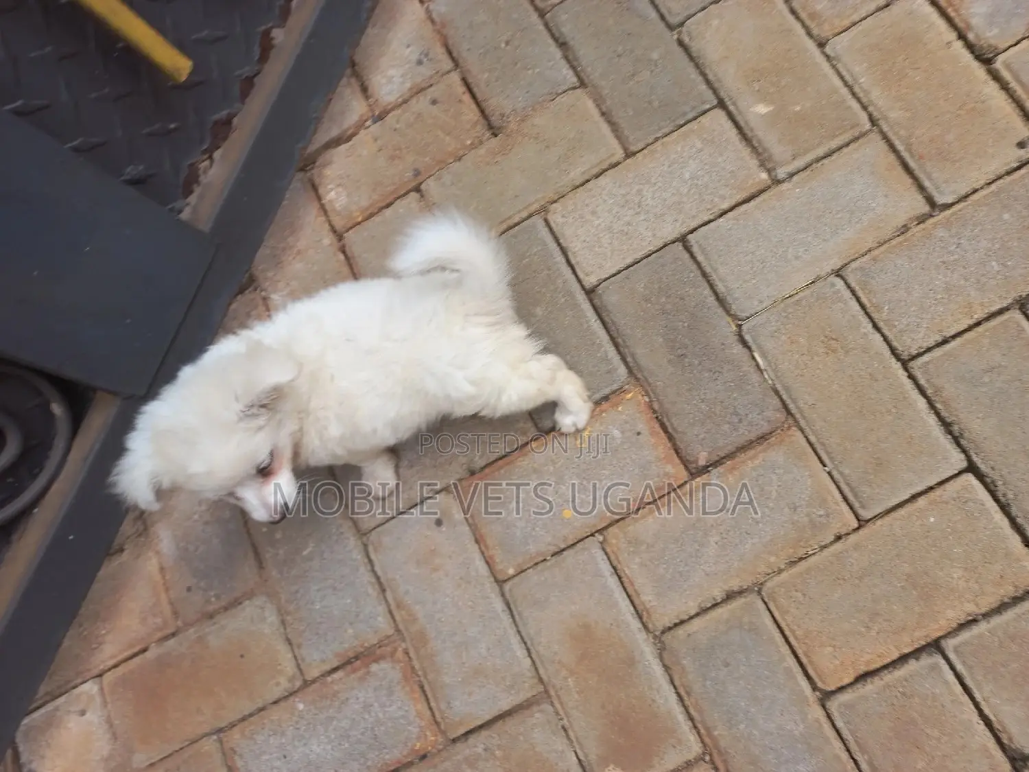 3-6 months Male Purebred Japanese Spitz