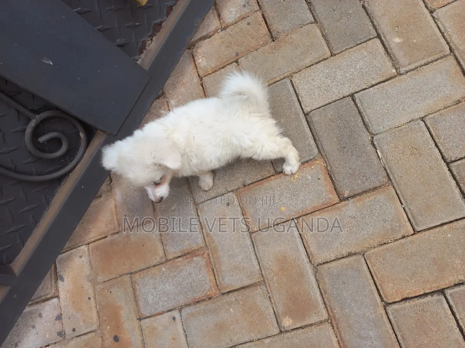 3-6 months Male Purebred Japanese Spitz